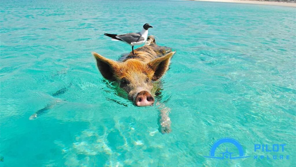 Experience Swimming with Pigs: A Unique Bahamian 