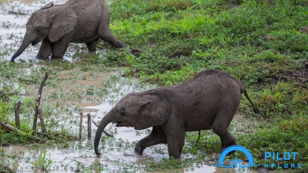Safari Excursions in Zambia and Zimbabwe